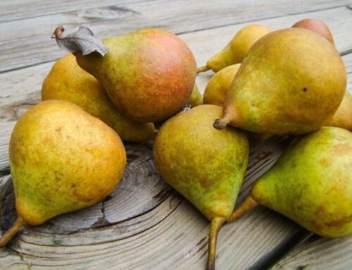 Partijen biologische stoofperen